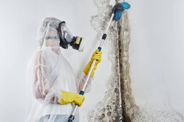 Reliable Gainesboro, TN Mold Removal Solutions