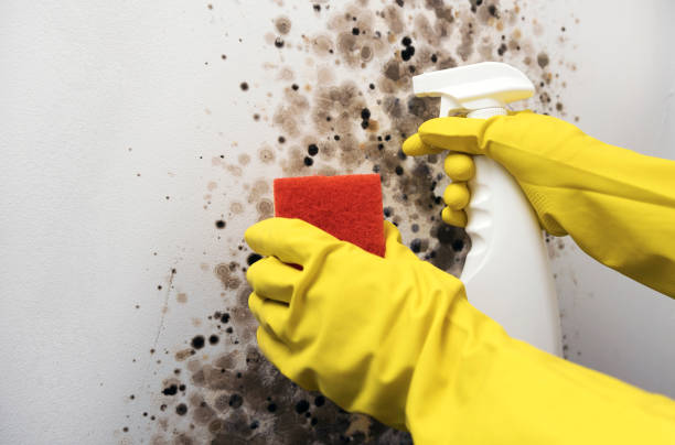 Certified Mold Removal in Gainesboro, TN