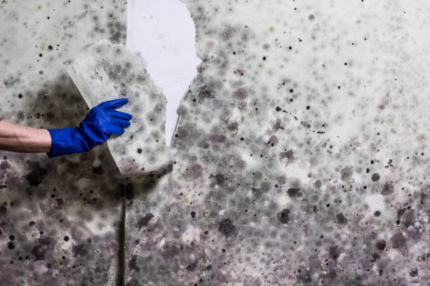 Best Commercial Mold Removal  in Gainesboro, TN